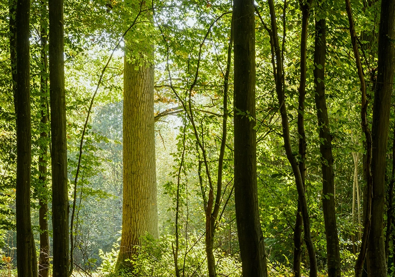 Forêt illustration Groupement Forestier FIDUCIAL Gérance